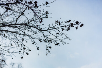Bare tree branches with budding blossoms under clear blue sky ; Lake Shikotsu Japan