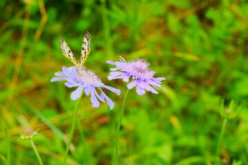 purple flowers in the garden