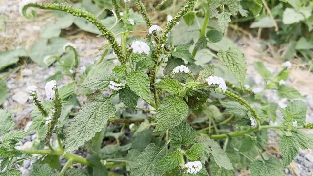 Flower (Turnsole, Alacransillo, Eye bright, Indian Heliotrope, Indian turnsole) Naturally beautiful flowers in the garden