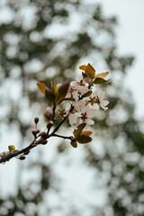 autumn leaves in the snow