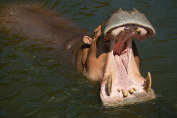 hippopotamus with open mouth