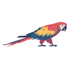 Fototapeta premium Macaw bird illustration parrot vector vector