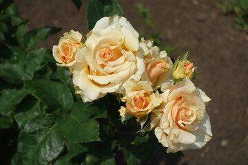 Bunch of beige flowers of roses in June