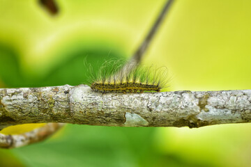 Caterpillars are walking on tree branches