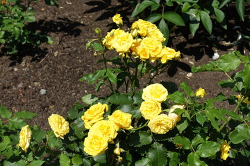 Multiple yellow flowers of roses in mid June