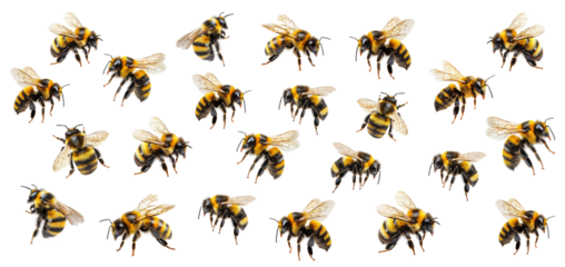 Swarm of honey bees in flight separate from each other. Isolated on white or transparent background