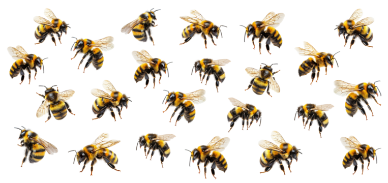 Swarm of honey bees in flight separate from each other. Isolated on white or transparent background
