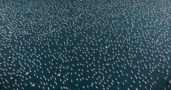 The stunning drone footage shows a natural composition of flamingos. Some flamingos flap their wings, while the pink tones contrast with the deep blue of the water, creating a visually striking scene.