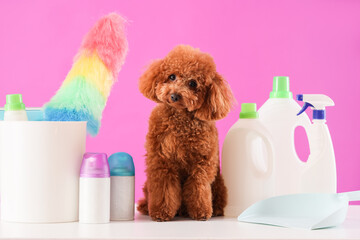 Cute Toy Poodle with cleaning supplies on table against violet background
