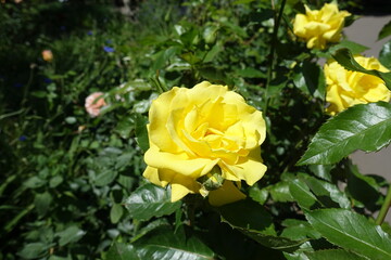 Vibrant yellow flowers in the leafage of rose bush in June