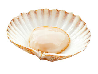 A large, open scallop shell featuring a plump, smooth adductor muscle nestled within its interior, Transparent Background.