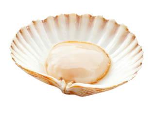 A large, open scallop shell featuring a plump, smooth adductor muscle nestled within its interior, Transparent Background.