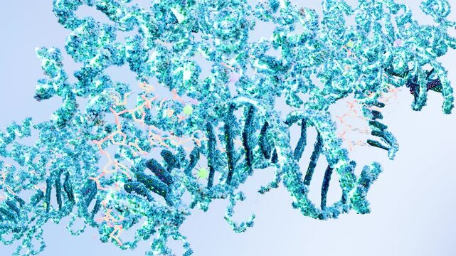 Molecular structure of human antigen protein p53 complexed with DNA, biological concept, chemistry and biochemistry,  the guardian of the genome prevents cancer formation,  core domain, 3d render