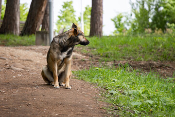 Stray dog sitting on a dirt path in a green park