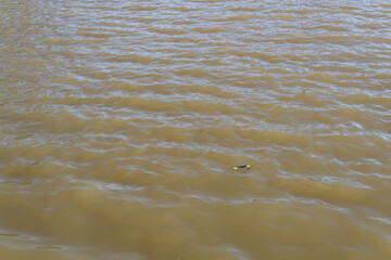 snake in the river