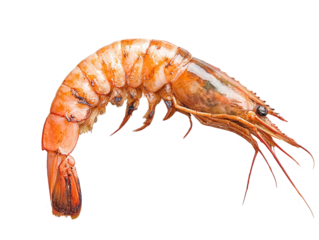 A detailed depiction of a large shrimp showcasing its distinctive segmented body and long antennae, Transparent Background.