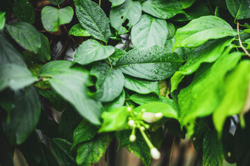 Combretum indicum grow from 7 to 15 centimeters and their arrangement is opposite.Combretum indicum, also commonly known as the Rangoon creeper.Combretum indicum is a vine with red flower