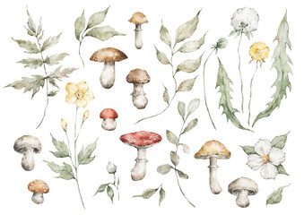 Watercolor set with wild meadow flowers, leaves and mushrooms. Forest botany, summer nature elements. Dandelions, fly agaric, porcini mushroom