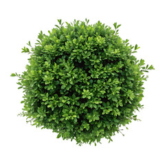 Obraz premium Round Green Bush Top View Image