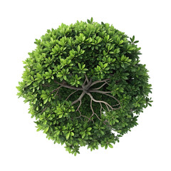 Naklejka premium Aerial View Round Tree Top