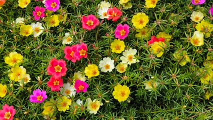 colorful blooming portulaca flowers, moss rose, in the garden
