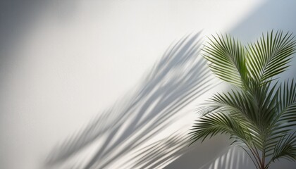 palm and wall background with blurred foliage shadow on white wall
