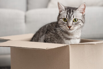 Grey striped cat in cardboard box at home