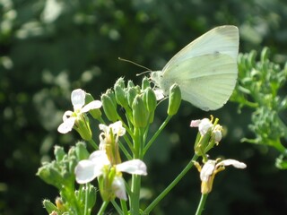 White butterfly feeding on small white flowers in green field