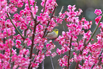 Crimson red plum blossoms in full bloom
