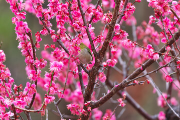 Crimson red plum blossoms in full bloom