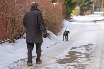 Winter walk: A man and german pinscher venture through the snowy lane