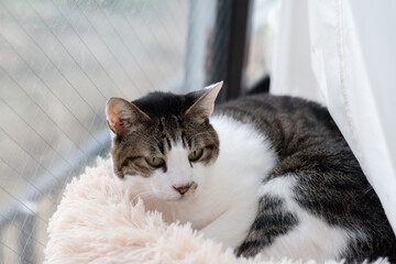 窓辺でくつろぐ可愛い猫　キジトラ白