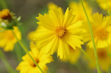 ハルシャギク属の花