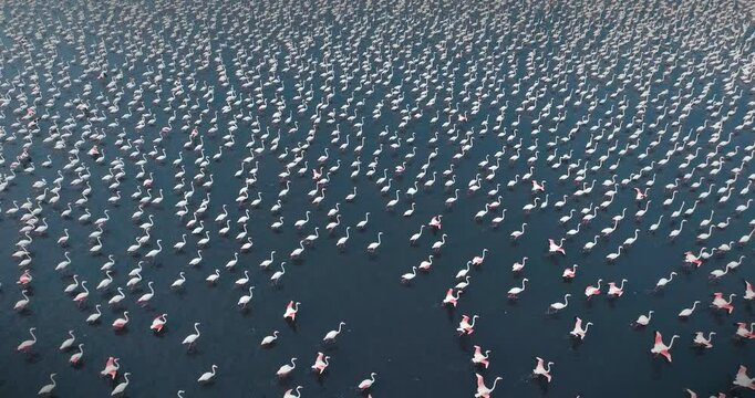 A magnificent drone shot of flamingos walking on the water surface and moving with their wings open. This scene, where flamingos move in harmony, reflects one of the unique beauties of nature.