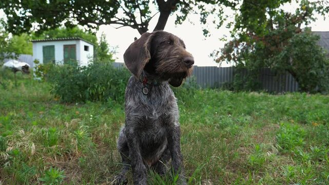 Portrait of cute brown drahthaar puppy sitting on grass at garden. Pretty german wirehaired pointer dog looking into camera outdoor. Beautiful pedigree doggy walking on green lawn. Slow motion