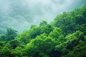 Green Forest Canopy with Fog Rolling Through, Nature Background Scenery