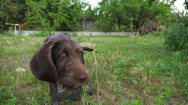Curious german wirehaired pointer dog run after moving camera on grass in garden. Funny brown drahthaar puppy plays with his owner jogging on green lawn. Concept of human and animal friendship