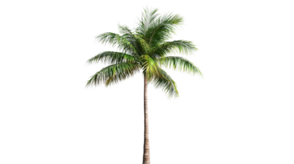Isolated palm tree swaying gently in the breeze on transparent background