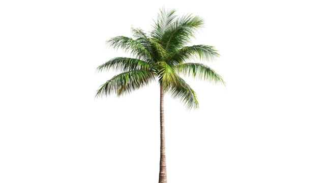 Isolated palm tree swaying gently in the breeze on transparent background