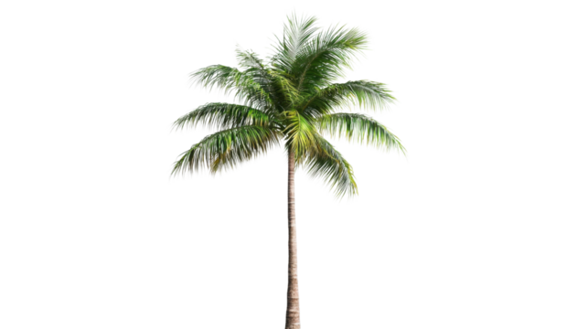 Isolated palm tree swaying gently in the breeze on transparent background
