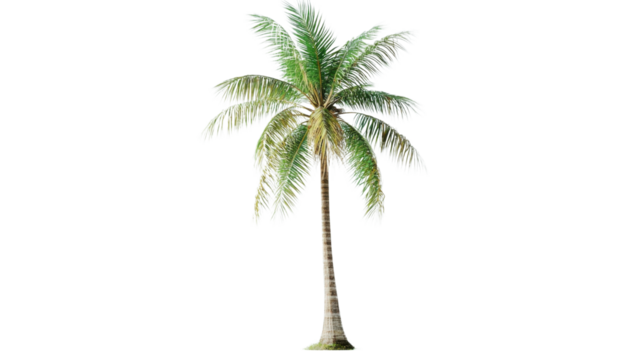 Green coconut palm tree standing with transparent background