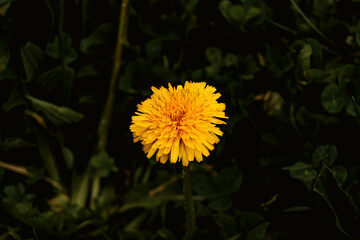 yellow flower blooms in spring