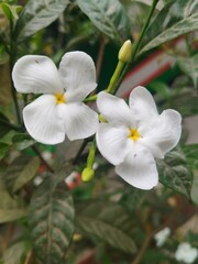 white flowers of a tree