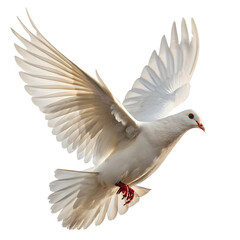 Obraz premium dove of peace