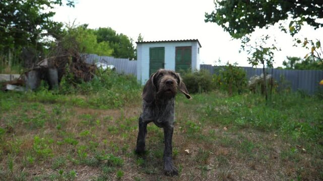 Cute brown drahthaar puppy barking on camera at garden. Funny german wirehaired pointer dog plays with his owner on green lawn at summer day. Concept of human and animal friendship. Slow motion