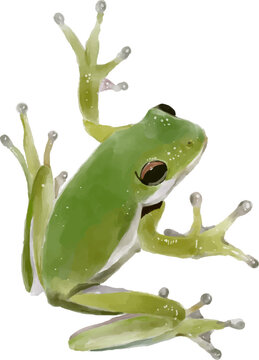 Hand drawn frog, watercolor style.