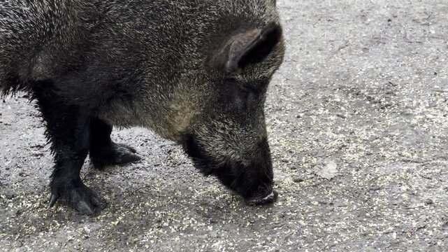 Close up of wild pid eating, zoo park 