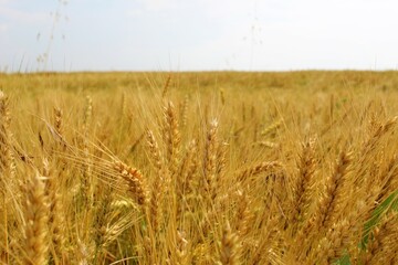 Golden wheat field and sunny day. Image