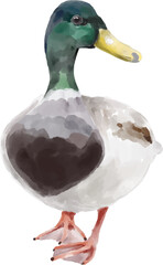 Hand drawn Mallard duck, watercolor style.