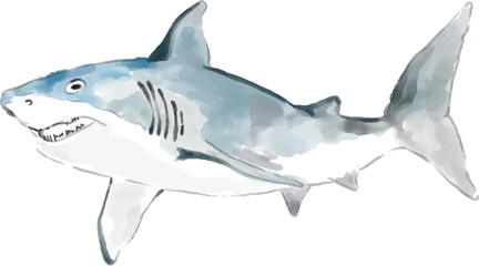 Hand drawn Shark, watercolor style.